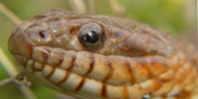 Akron snake