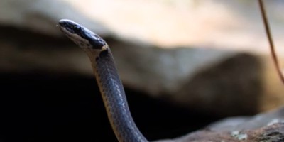 Akron snake